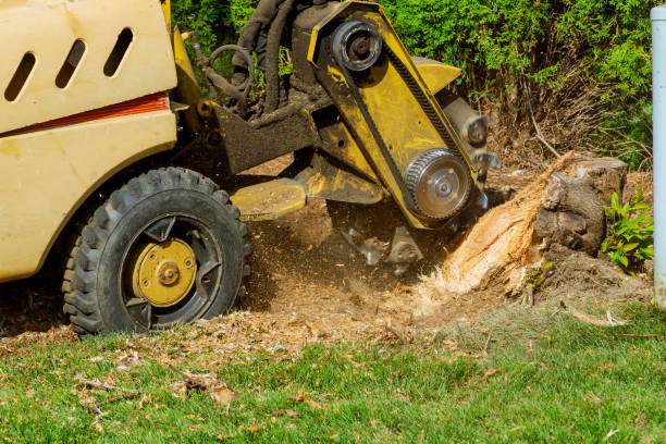 Dead Tree Removal in Cheltenham Village, PA